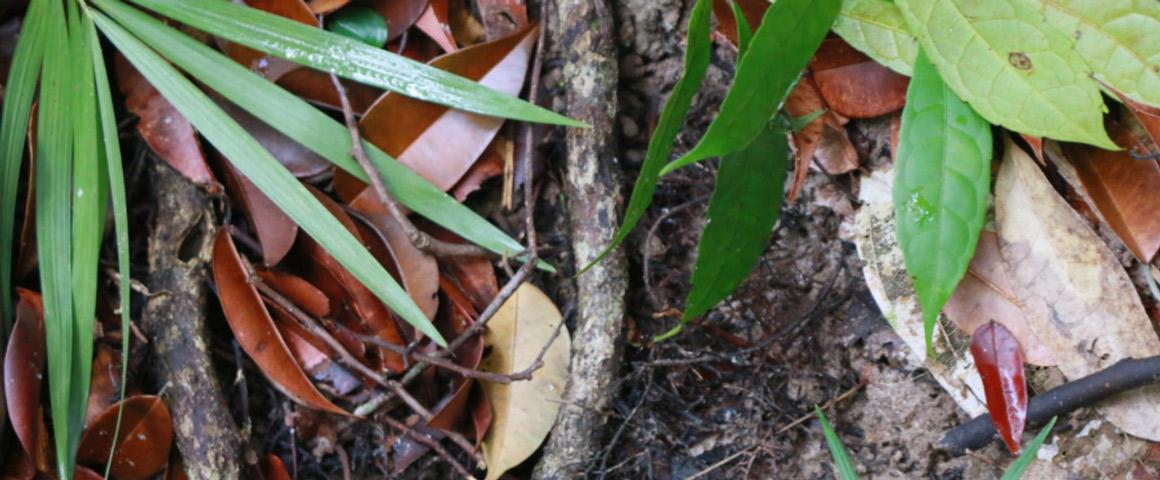 Cirad's tweet photo. #Agroécologie | Connaissez-vous la litière forestière fermentée ? Une pratique agroécologique peu coûteuse permettant de préserver la #biodiversité #microbienne 🦠des #sols selon des scientifiques de l'@ird_fr, de l'@univamu et du #Cirad.
A lire 👉 https://t.co/ESbzUKedmo https://t.co/sVgnOGbSsu