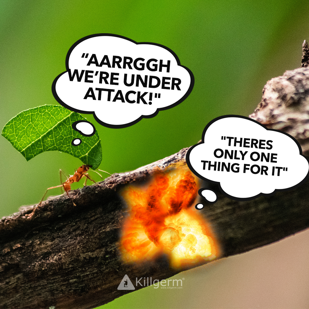 Killgerm's tweet photo. Its that time of the week again, Fun Fact Friday!
Did you know that some ants can explode intentionally when they are attacked π₯
#funfactfriday #chemunity #killgerm #pestcontrol https://t.co/pPTRFzEoOq