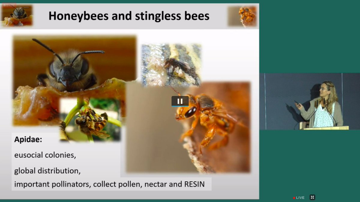Nocalbito's tweet photo. Sara Diana Leonhardt giving a talk about 'Resin for bees' at the #SCAPE2021 🐝@BeePlantChem. Very fascinating resource that bees are foraging on! https://t.co/HuCjgEFLE0