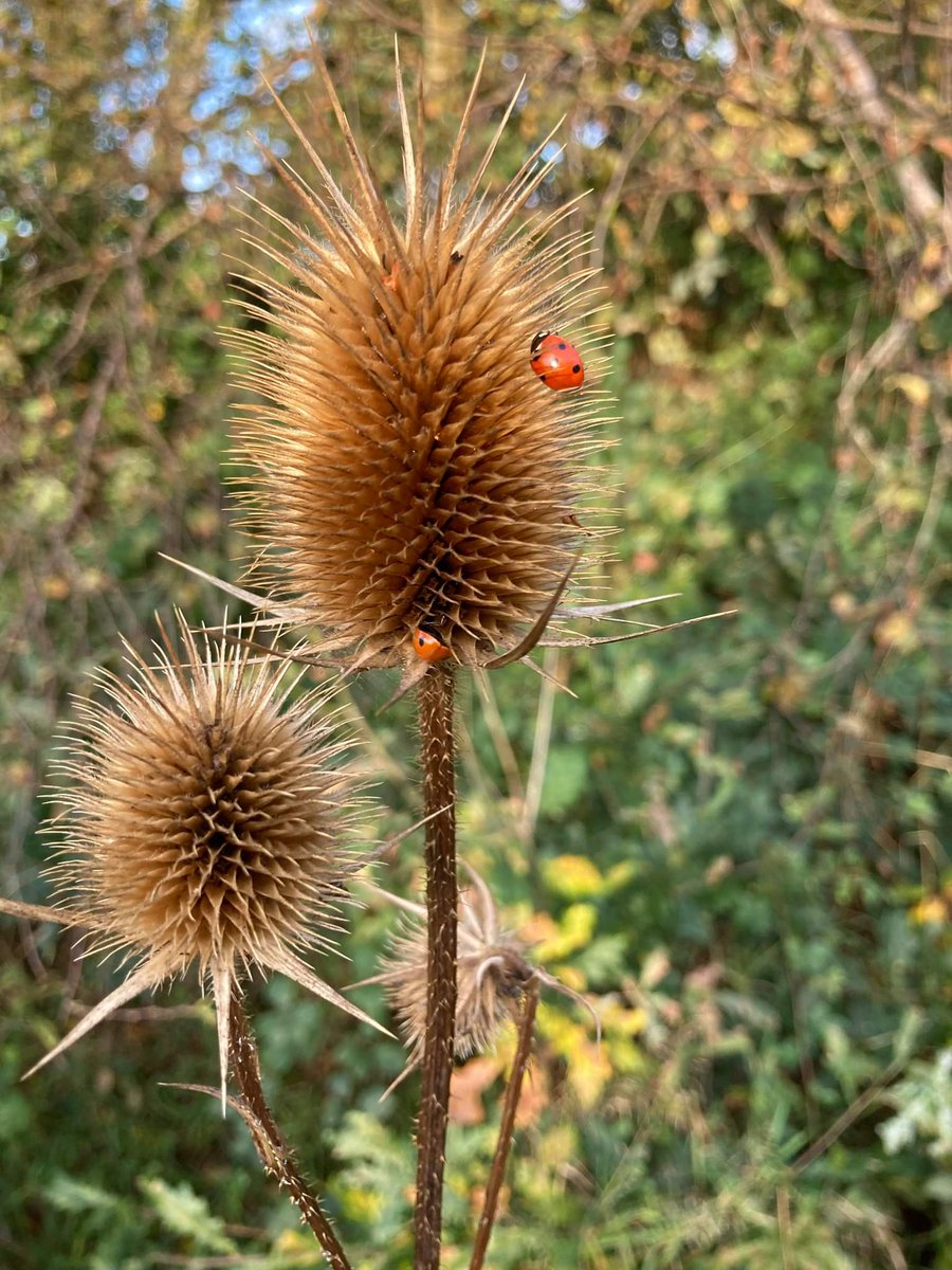 NatGoldsworth's tweet image. STILL THINGS TO SEE ON THE MEADOW

This photo of a ladybird and teasel seed heads taken by Liz Wilkinson shows that even though the Meadow has been mown and flowering is over for the year, there are still things of interest to be found!