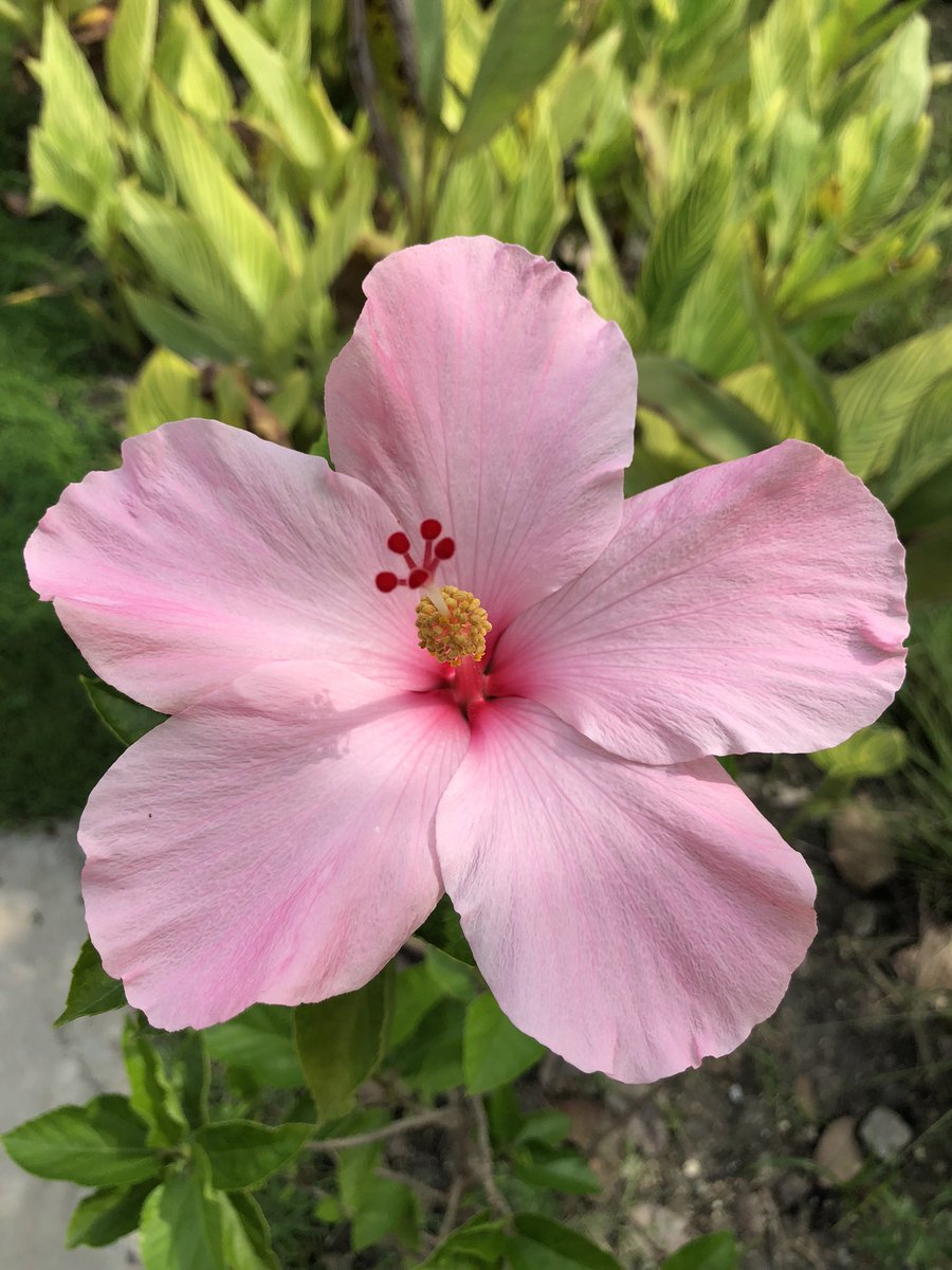 mamimumemogura7's tweet image. 日本人会主催のプーケット50kmマラソン完走〜🏃‍♀️日頃の運動不足解消&amp;amp;子供の気分転換になったかな😊2枚目はウォーキング中に見つけた可愛いお花🌸
#日本人会バーチャルラン
#virtualfunrun