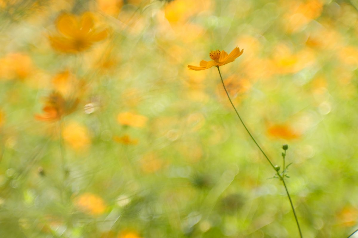 momotuyon's tweet photo. おはようございます
10月初めは真夏日だったんだよなぁ…
縦横あります
#Jupiter_9 2/85mm #TLを花でいっぱいにしよう https://t.co/kN8m6DcU9t