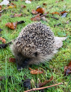 placeforplants's tweet photo. Early morning visitor 😀 https://t.co/pcnHg0VR0m