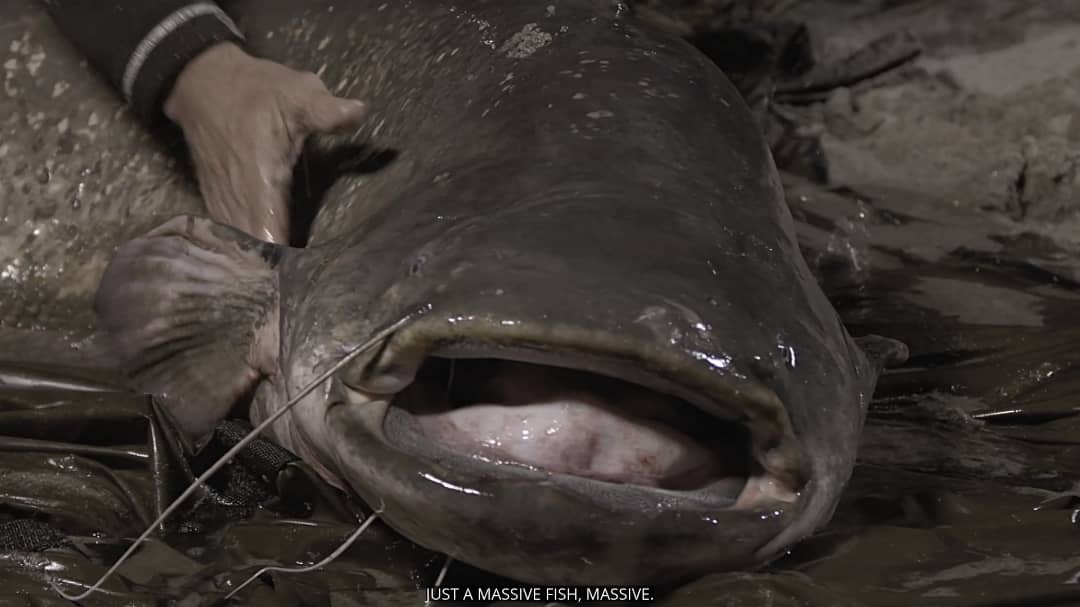 benhur07b's tweet photo. The Wels catfish became a personal favorite when I watched River Monsters years ago. I'm glad it got featured in the first episode of Jeremy Wade's Dark Waters. Yan ang giant hito. 😂
#welscatfish #darkwaters #discoveryplusph #discoveryplus #rivermonsters #hito https://t.co/0fUO0p89cA