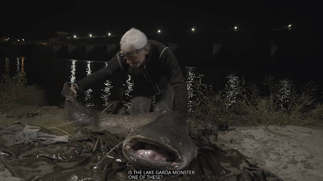 benhur07b's tweet photo. The Wels catfish became a personal favorite when I watched River Monsters years ago. I'm glad it got featured in the first episode of Jeremy Wade's Dark Waters. Yan ang giant hito. 😂
#welscatfish #darkwaters #discoveryplusph #discoveryplus #rivermonsters #hito https://t.co/0fUO0p89cA