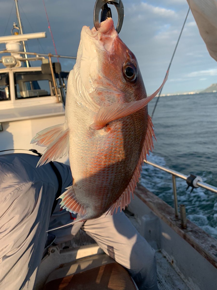 gfuu0728's tweet photo. ひっさびさに海釣りしたけど、でけえの釣り上げたら気持ちええなぁー🤤

グイッてくる引きが堪らんっす https://t.co/VLUQ2sBKbQ