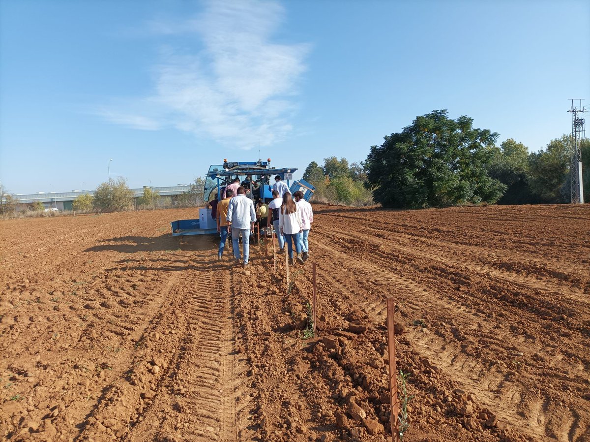 Agromillora tweet media
