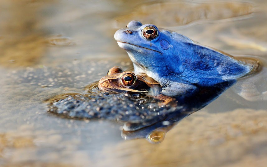 NicholasWuNZ's tweet image. Postdoc position (2 years) available at @AnimEcol_UU on the phenotypic plasticity and genetic adaptation for thermal performance in amphibians of Sweden. 
uu.se/en/about-uu/jo… #herpsci