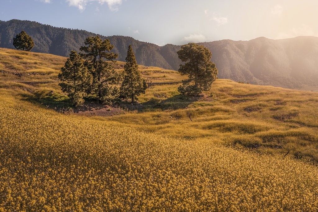 Imanol Zuaznabar tweet media