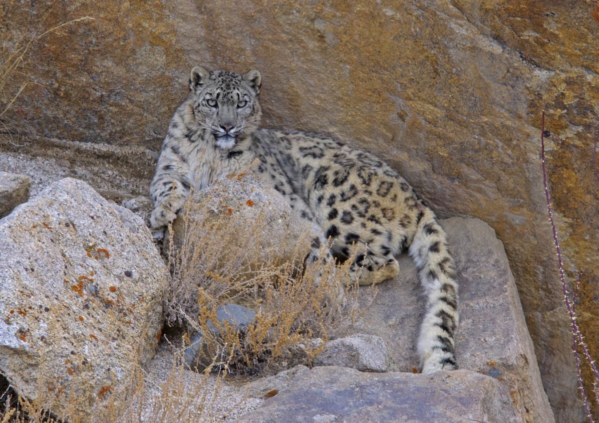 It’s #InternationalSnowLeopardDay! Did you know these apex predators are called ‘Ghost of the mountains’? Let us continue our efforts to create awareness about the conservation and preservation of this majestic habitant. Photo captured by #SaevusGalleryMember Dhritiman Mukherjee