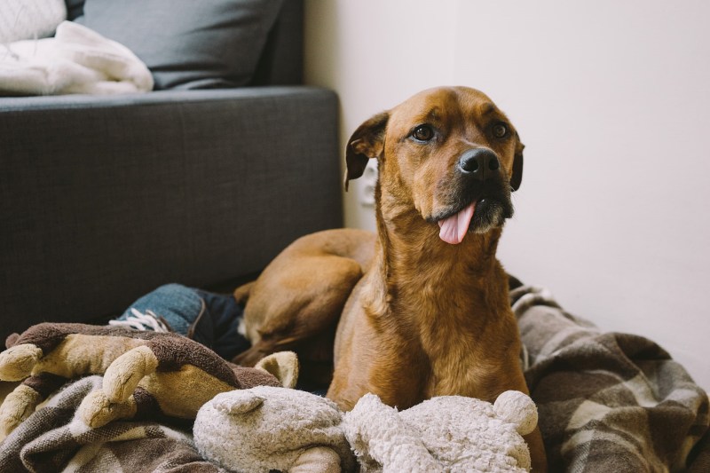 ImproveDogs's tweet photo. How to get rid of dog smell in the house?
https://t.co/SeP6X0g0Sg

#improvedogs #dogsmell #getridofdogsmell https://t.co/0QiOXwyR8y