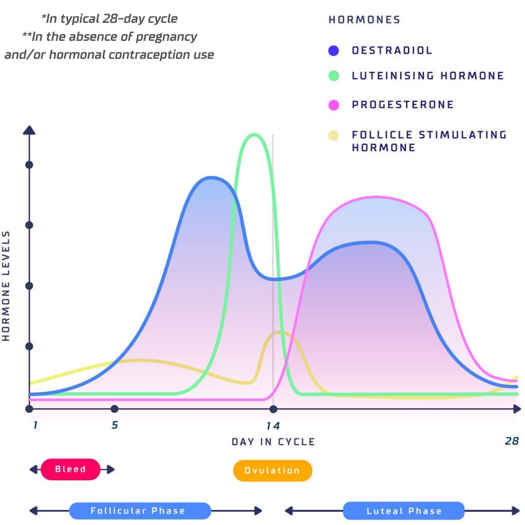 fitrwoman's tweet photo. Friday morning class! 👩🏫
What’s the difference between the follicular phase and the luteal phase and which hormones are involved?
More info on phases 1-4 in the app.
Download on iOS and Android from our website ➡️📱#menstrualcycle #menstrualtracking #periods https://t.co/0R6eu9WIfZ