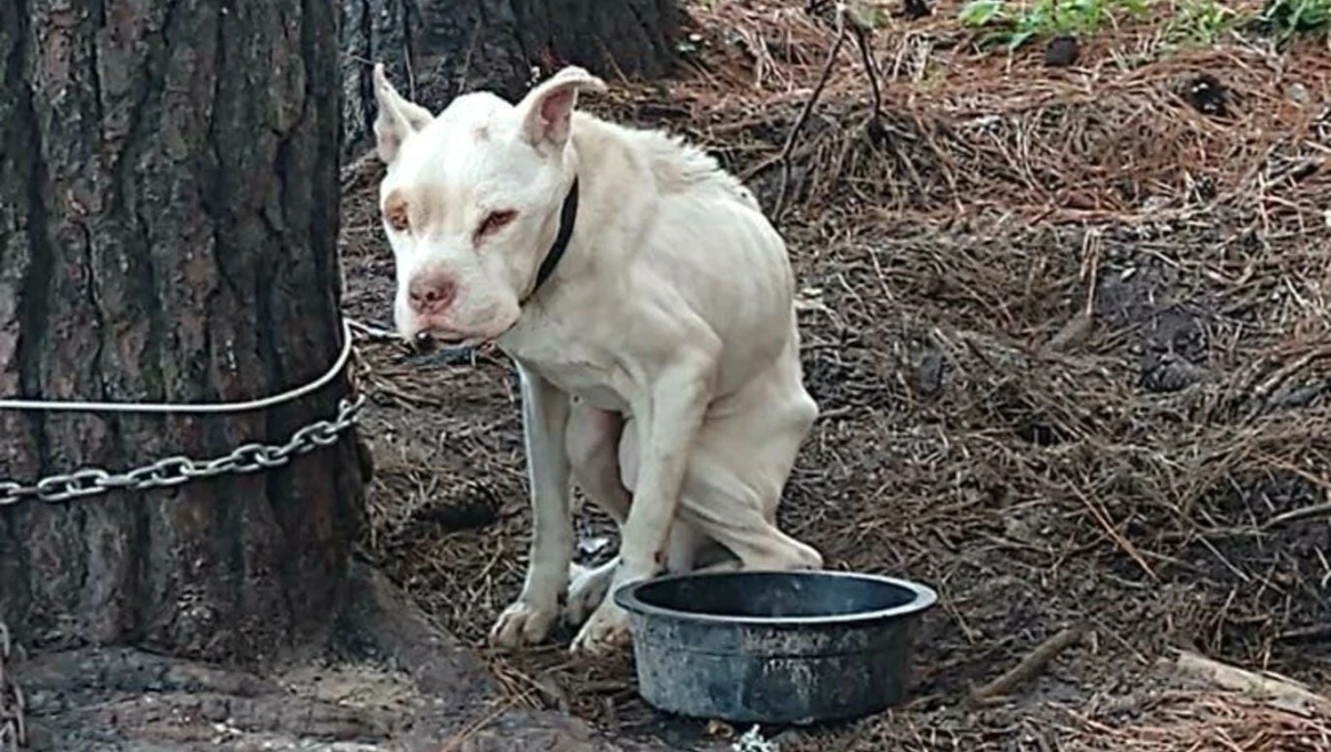 SosAbuelos1's tweet photo. ❝La vida de cualquier animal es mucho más valiosa
  que la de aquel humano, capaz de maltratarlo.❞ 🐾💘 https://t.co/xMYoPrSVAN