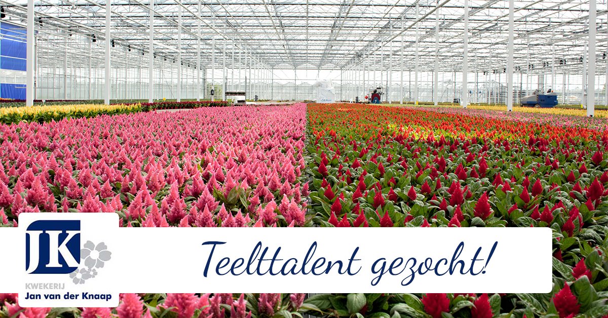 Wij zoeken een Teeltspecialist/Uitvoerder Gewasbescherming! Lees de vacature voor je veelzijdige takenpakket en meer info over ons bedrijf ⤵️
janvanderknaap.nl/teeltspecialis…
#tuinbouw #teelttalent #plantenteelt #vacature #werkeninhetwestland #solliciteren #werkenbij