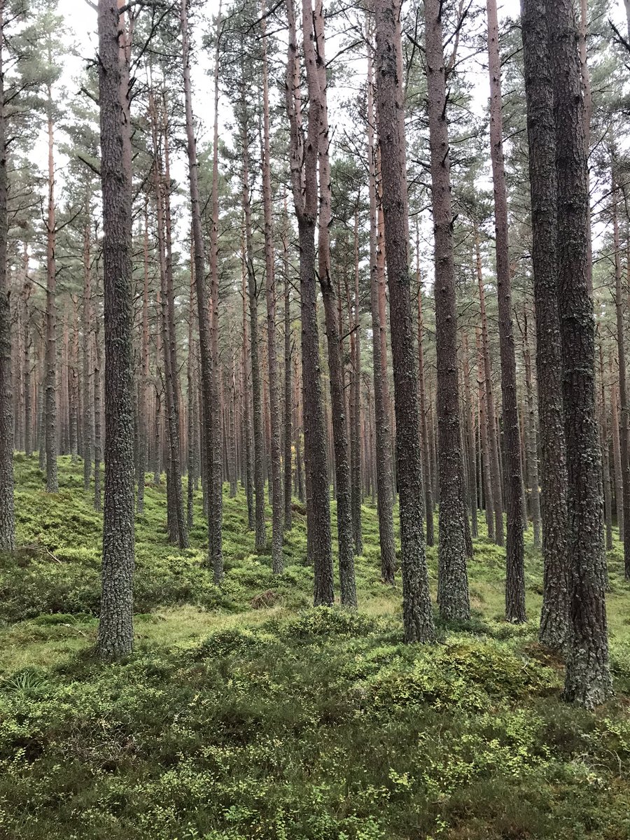 EddieAddis's tweet photo. @JohnCleggWoods out and about with @Simon_Forestry &amp; Harry Graham in Scotlands autumnal splendour. Pinewoods in east &amp; rugged upland in the west. So different but valuable, financially and ecologically. 
#autumn #forestry #scotland #struttandparker #rural #biodiversity #carbon https://t.co/L2h4rQpAVA