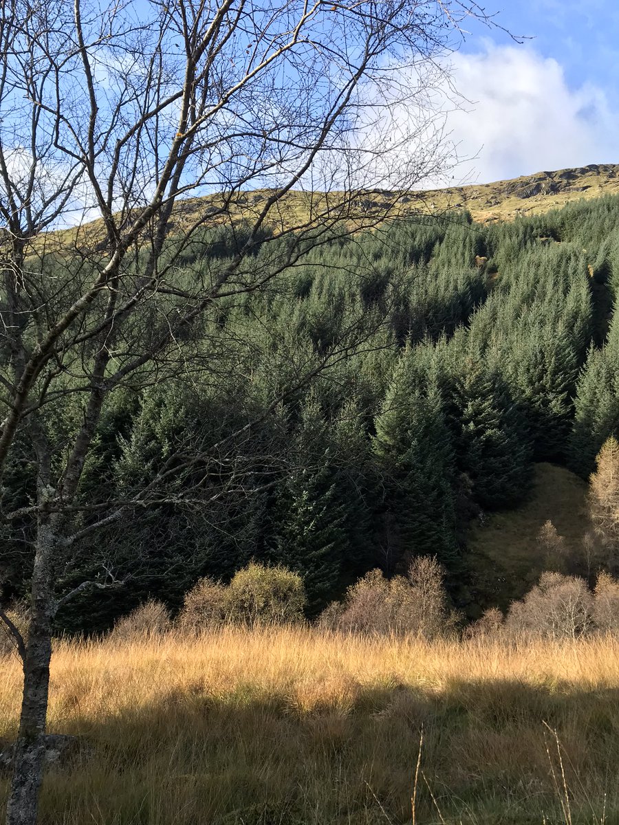 EddieAddis's tweet photo. @JohnCleggWoods out and about with @Simon_Forestry &amp; Harry Graham in Scotlands autumnal splendour. Pinewoods in east &amp; rugged upland in the west. So different but valuable, financially and ecologically. 
#autumn #forestry #scotland #struttandparker #rural #biodiversity #carbon https://t.co/L2h4rQpAVA