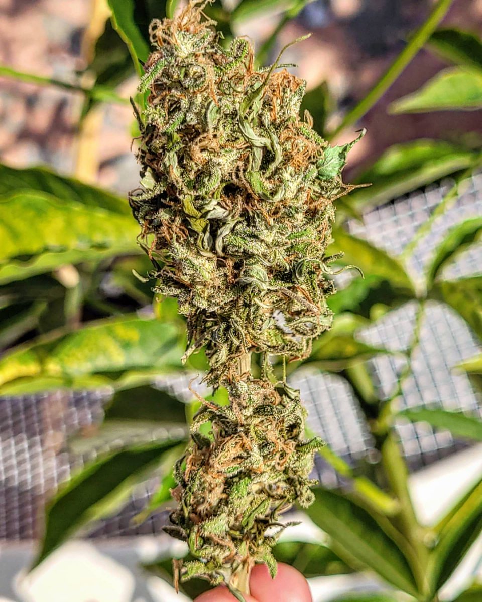 Sophie_MJ's tweet photo. BLUEBERRY 99💙🍒
Increibles los matices picantes y especiados de esta cepa.🔥
¿Catamos?🌱🌺
•
@GreenbudSeeds
@Apez140 @INMAQ16
•
#Greenbudseeds #AdrycsCove #Blueberry99 #blue #azul #flor #LaSofiJardinera👩🏼🌾🧿⚛ https://t.co/EIF4OStfxf