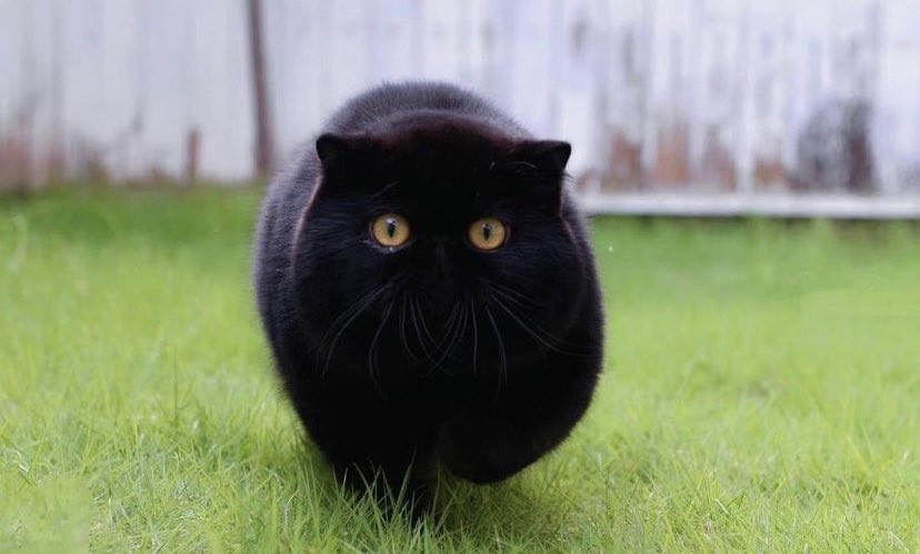 Мечта новая #котики
