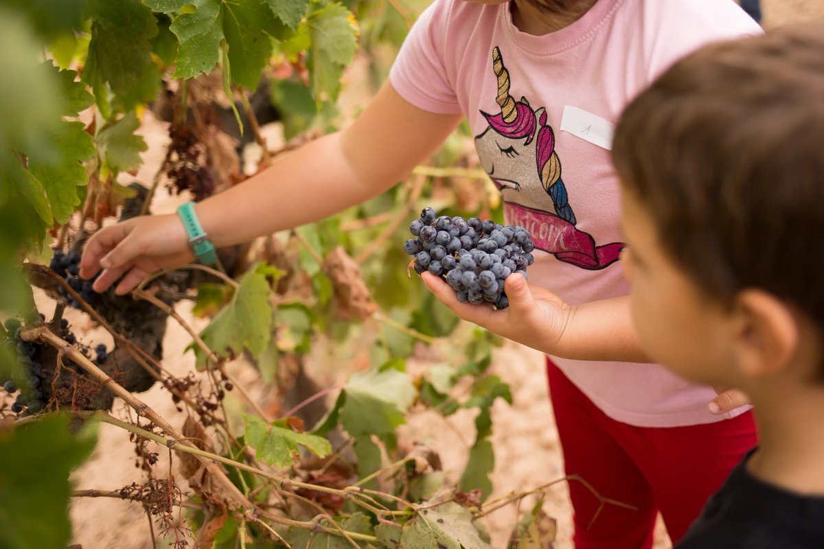 Passejar entre les vinyes, menjar un bon esmorzar de pagès i trepitjar raïm 🍇! Una experiència única per a viure en família 👨‍👩‍👧‍👧!

📆 Dss i dges d'octubre
🍽️ <a href="/fincacanestella/">Bodegues Can Estella</a> 
📍 St. Esteve Sesrovires
🔗 bit.ly/3jsyAlT

 <a href="/AjSesrovires/">Ajuntament Sant Esteve Sesrovires</a> 
#BaixlLobregat #TurismeBaixLLobregat