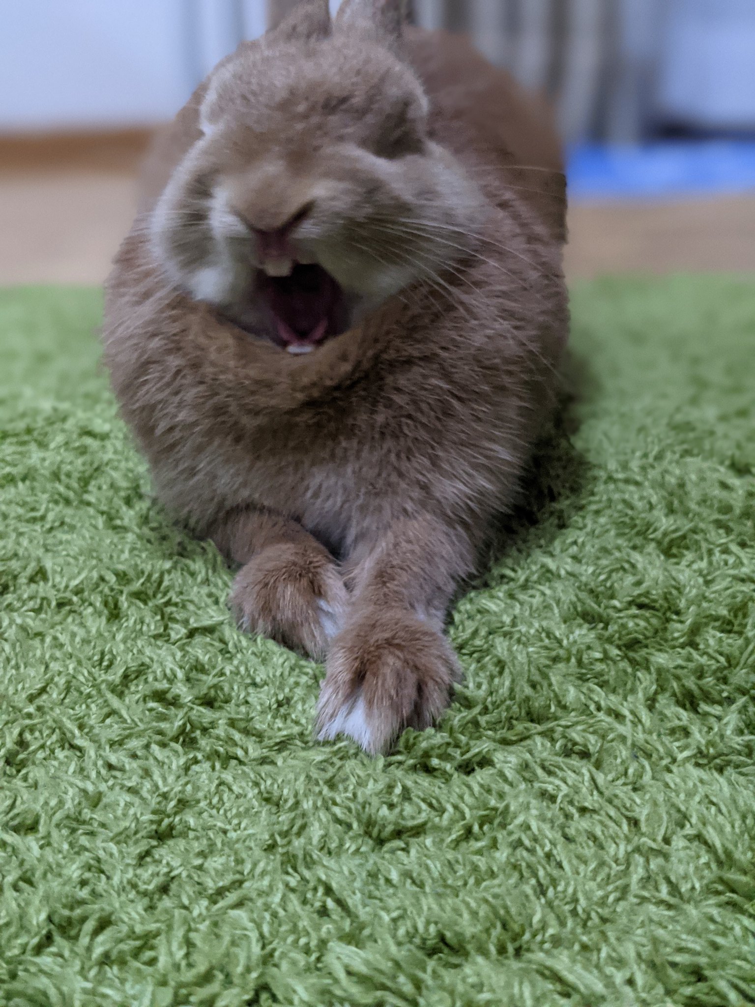 みんにょ だから いつも近くにより過ぎだってば あ 前歯かわいい うさぎのいる暮らし うさぎ好きさんと繋がりたい T Co Ybumem7aas Twitter