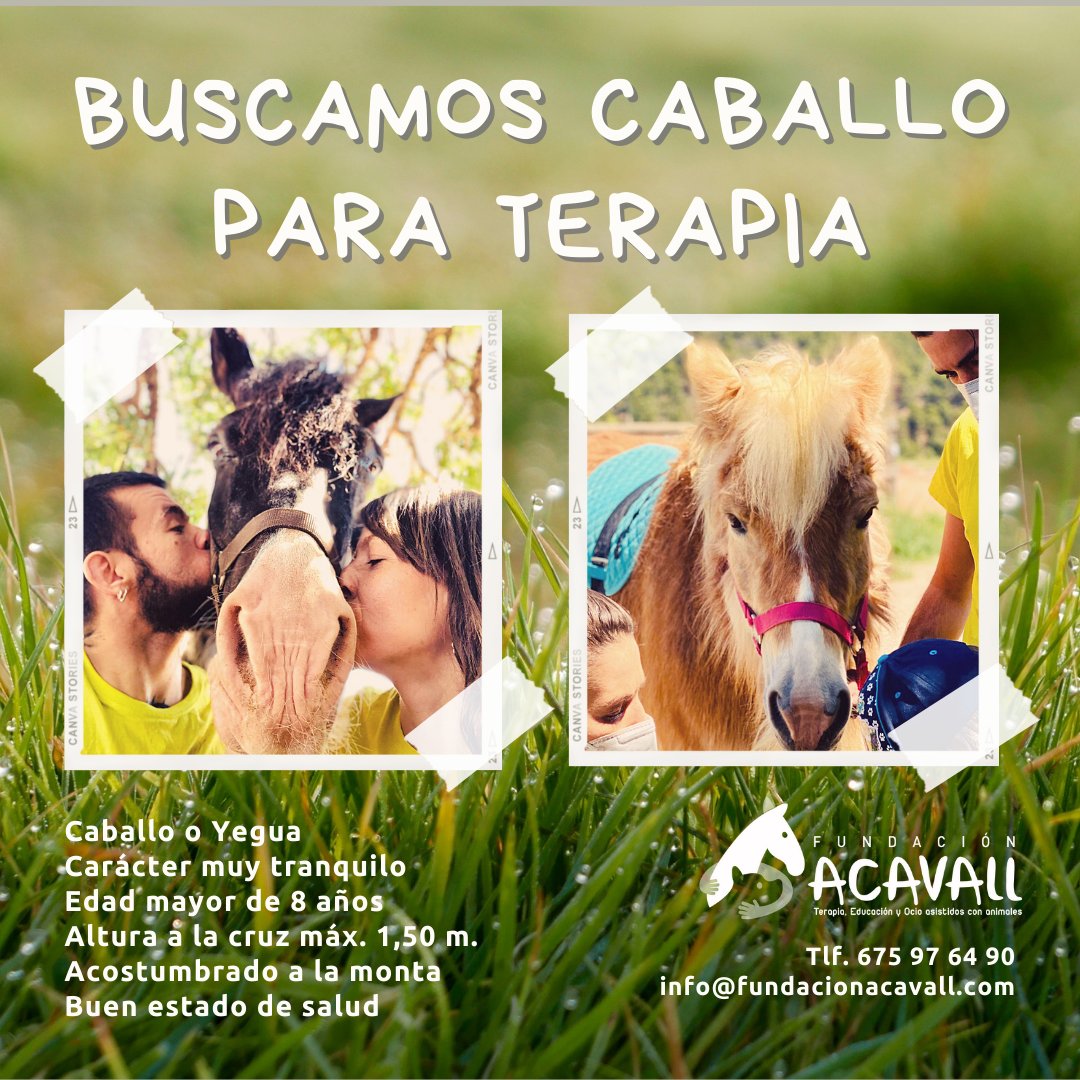 FundAcavall's tweet photo. Buscamos Caballo o Yegua para nuestro programa de Terapias Ecuestres, ¿nos ayudas a encontrarlo? (Porfi, un retweet para que podamos llegar hasta ella o él 🙏, ¡que nunca se sabe!) P.D. Y si crees que conoces a alguno que pueda irnos genial, contáctanos en el 675 97 64 90 https://t.co/btsUX3Wysj