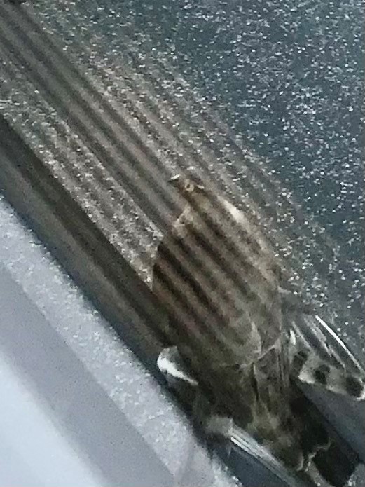 Luke Hamilton (@luke1hamilton) on Twitter photo Can anyone identify this bird that plucked a pigeon out of the sky next to my office window?
#birdofprey #whatsthatbird #birdwatching Can anyone identify this bird that plucked a pigeon out of the sky next to my office window?
#birdofprey #whatsthatbird #birdwatching
