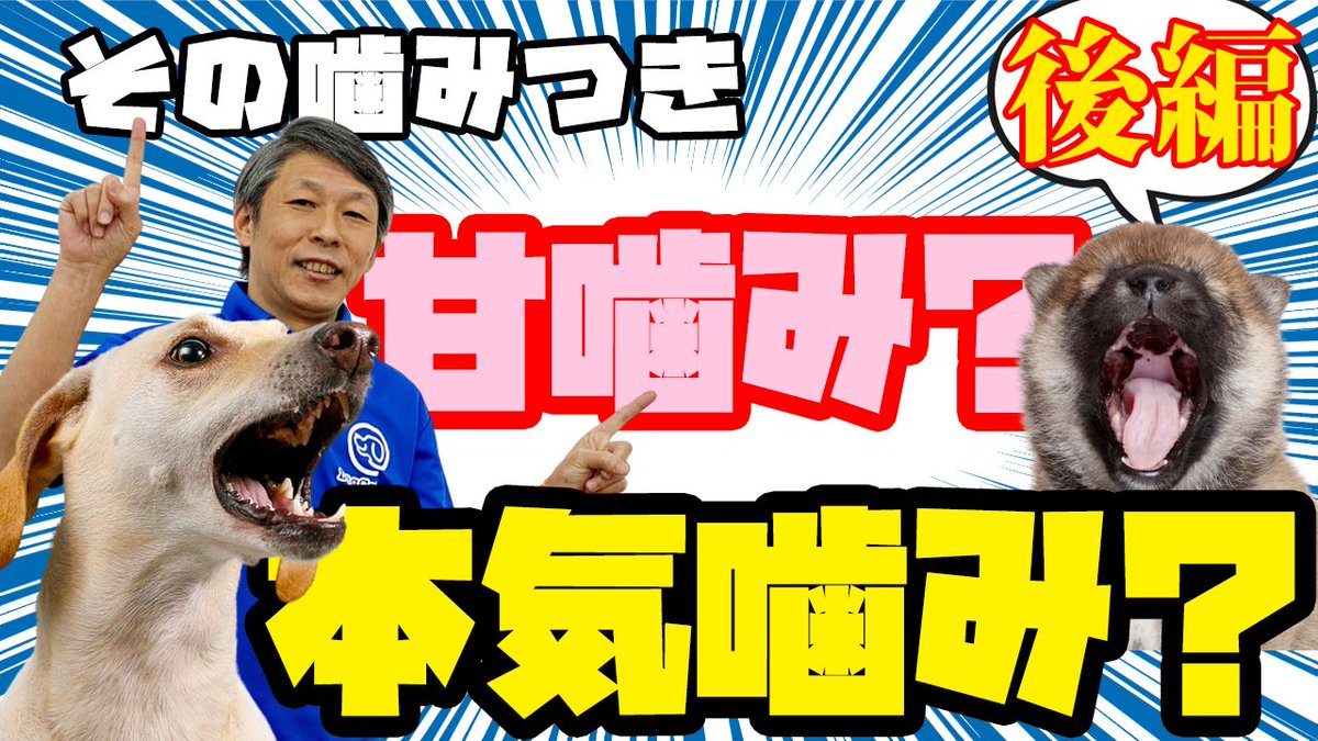 犬のしつけ教室 ドッグキャッチ Youtubeしつけチャンネル更新 甘噛みと本気噛みの違いが分からない飼い主さんへ 後編 分かりやすいようにと思って作った動画なんだけど 前編をあまり見てもらえなかったから 後編もなんか自信無くなっちゃった 見て