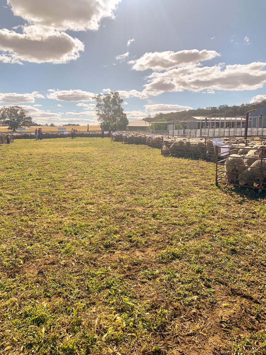 merino_wa's tweet photo. Another successful Pingelly MLP Field Day today! Congratulations to the organisers for providing some thought provoking speakers. #merino #mlp #sheep #aussheep #sheeptrials #asbv https://t.co/mrHSRNvtjU