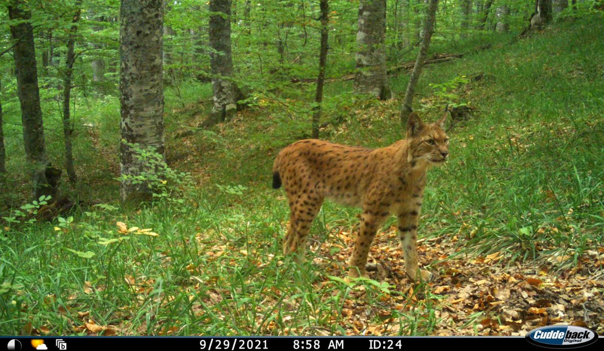 OhridSOS's tweet photo. A rare and equally magnificent sight of the #BalkanLynx at National Park #Galichica #UNESCO #OhridRegion #Macedonia by @ContactMES 
#lynx #biodeversity https://t.co/L3yse3w9Wh
