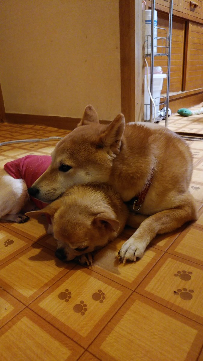 おくぴー 寒いのは解るが ファンヒーターに近すぎのパンちゃんとマロンさん 今日は いつもより仲良し 寒さがお互いの温もりを求めているのかなぁ 保護犬 柴犬 チワワ 犬のいる暮らし 犬好き