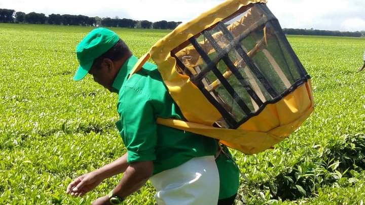 Mama Lau tweet media