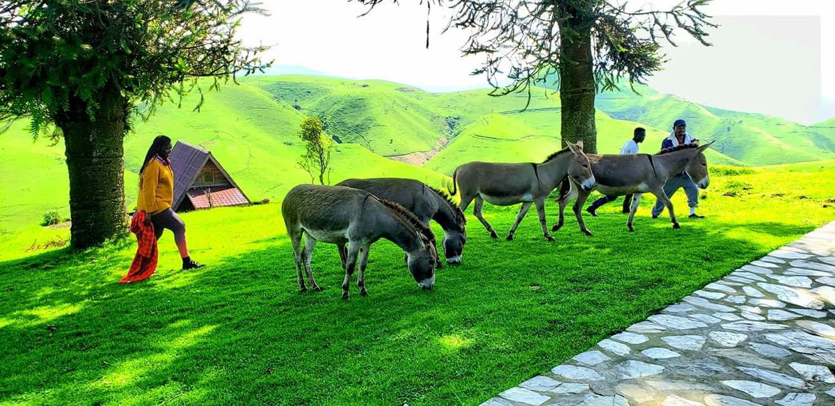 visitdrc's tweet photo. Welcome to #Massissi in North Kivu 
#VisitDRC today 
📸 Jo Katunda https://t.co/mNr63yALdF