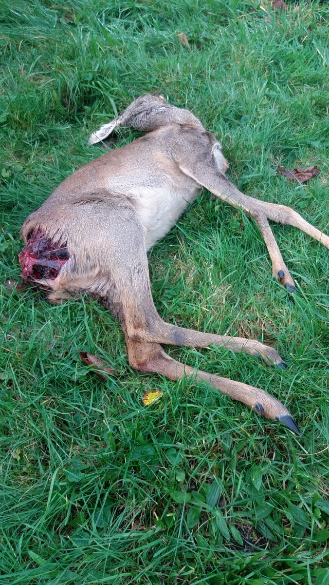 Vanochtend kreeg 1 van onze collega's de melding dat er een ree was aangevallen door een hond in het bosgebied van Hoenderloo. Een omstander heeft het ree uit zijn lijden verlost. Nogmaals houdt de hond aan de lijn. En waar de hond mag loslopen onder appèl.