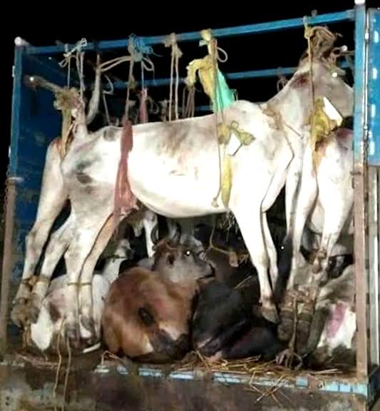 LawBeatInd's tweet photo. [BREAKING] Orissa High Court refuses to release 7 vehicles (trucks and containers) involved in illegal transportation of 88 cattle, stating that the Prevention of Cruelty to Animals Act, and Rules framed thereunder are mandatory to be considered. https://t.co/3fgZoy40RP