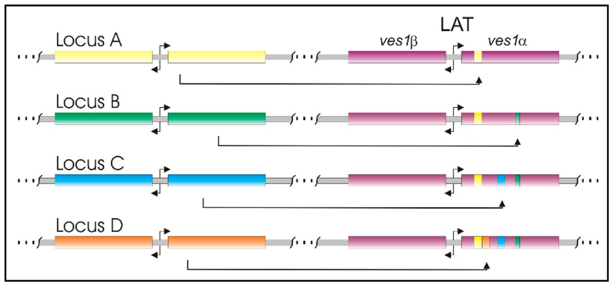 Pathogens_MDPI's tweet photo. #EditorsChoice
Review paper: "Variable and Variant #Protein #Multigene Families in #Babesia bovis #Persistence" is online. Written by Dr. David R. Allred @UF
👉please check the full paper at https://t.co/PQzzimmyBm
#persistent infection
#antigenic variation
#immunodominance https://t.co/uZXcqdOY2u