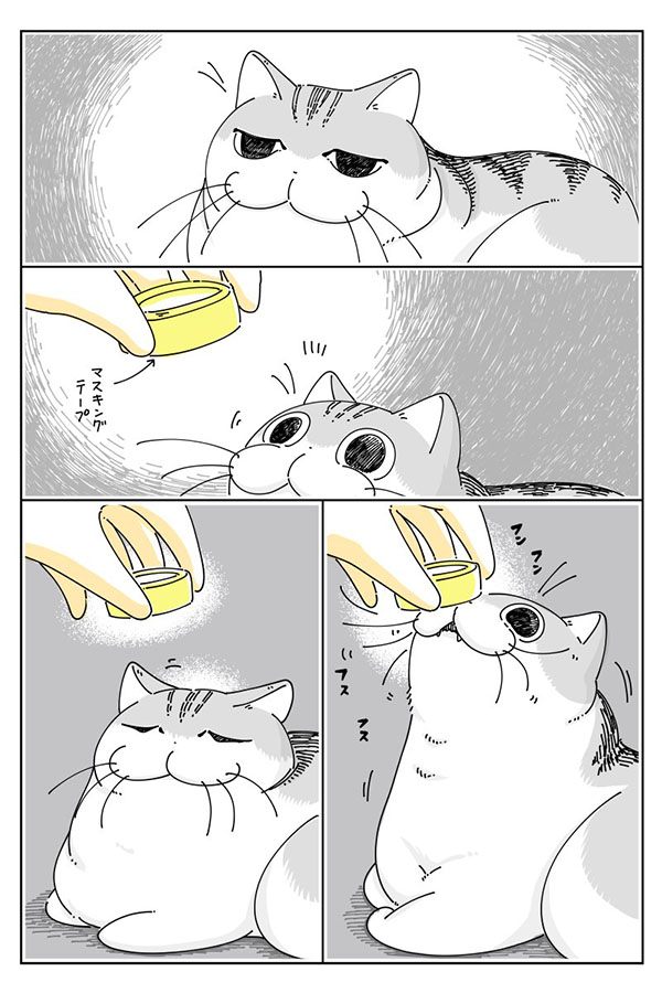 猫の頭に物を乗せてから、10分後? 反応に「笑った」「わかるー!」 https://t.co/rHZhWRHp4m @grapeejpより 