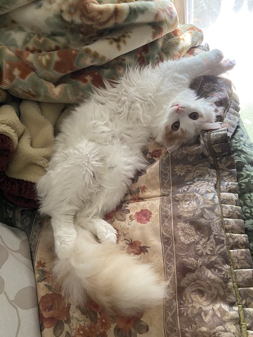 立派に成長し美猫(✿︎' ꒳ ` )