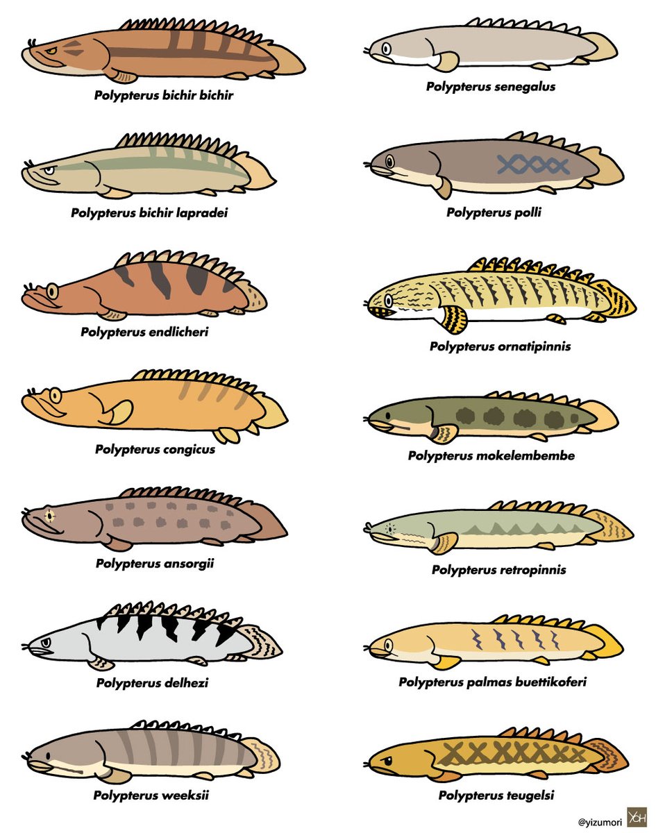 図鑑風の生き物デフォルメイラストグッズ揃ってます。 #図鑑の日 

https://t.co/ABKA5Gjme1 