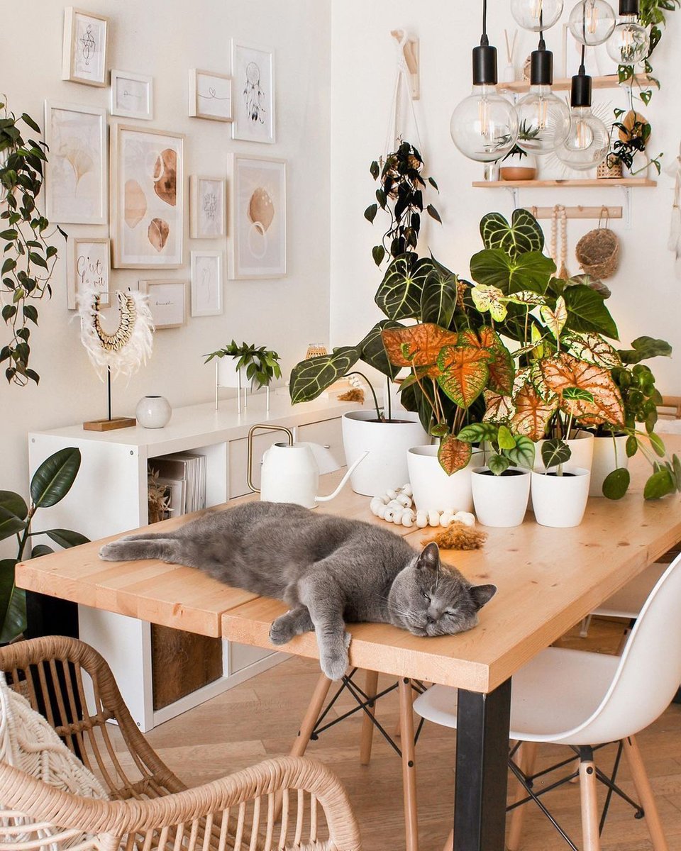 Is it the weekend yet? 💤 I need to forget to water my plants and hang out with my cat. 🪴🐾

📷Instagram: thewhitehoneyhome