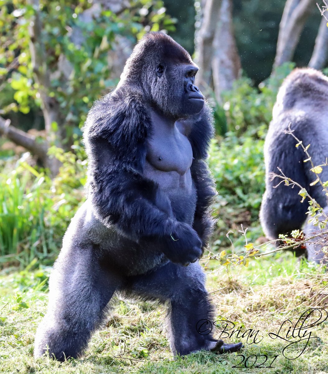 brglilly's tweet image. Kivu on a walkabout @PaigntonZoo #gorilla #bipedal