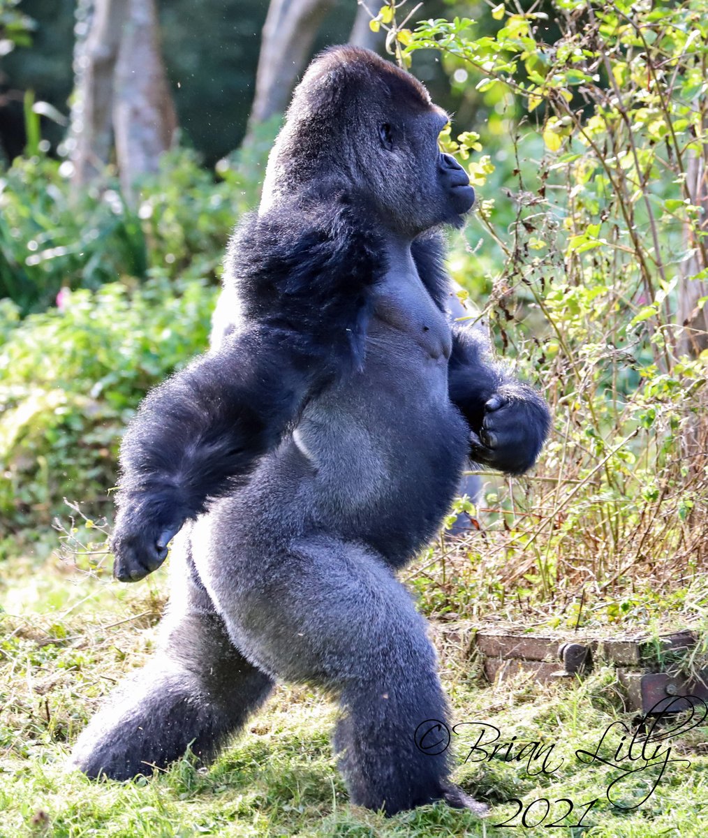 brglilly's tweet image. Kivu on a walkabout @PaigntonZoo #gorilla #bipedal