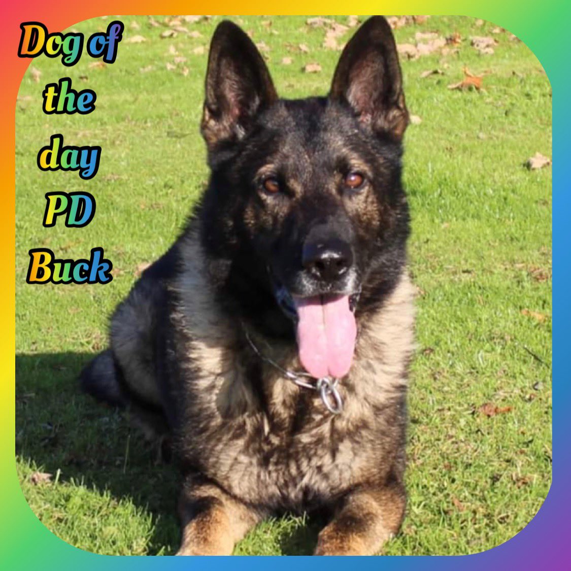 K9memorialUk's tweet photo. Our dog of the day today is PD Buck.
Buck is one of our Roll Of Honour PDs who sadly crossed the rainbow bridge on this day in 2019.
Thank you for your service ๐พ๐๐พ
#WeWillRememberYou @K9Scottish @polscotdogs
https://t.co/dpsxseXCik https://t.co/wH6tvgArnC