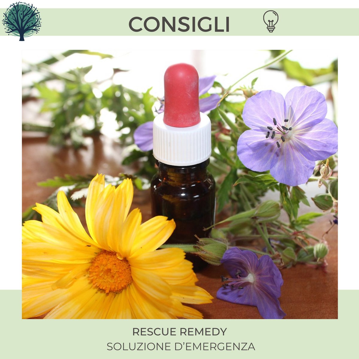 NaturopataMSB's tweet photo. 🌸Il Rescue Remedy è stato ideato da Bach per le situazioni d’emergenza e per tutte quelle condizioni che alterano l’equilibrio psico-fisico. https://t.co/Imh5Z2t7RH