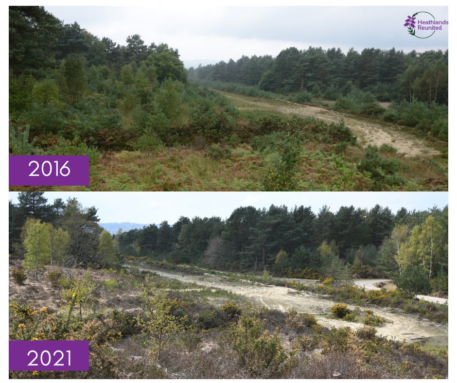 sdnpa's tweet image. You may notice rangers at work removing trees, scrub and creating bare ground on your local heath,  but why?

Many heathland species rely on bare ground at some stage in their life, so this work helps to support a wide variety of heathland species.

#HelpYourHeaths #SouthDowns