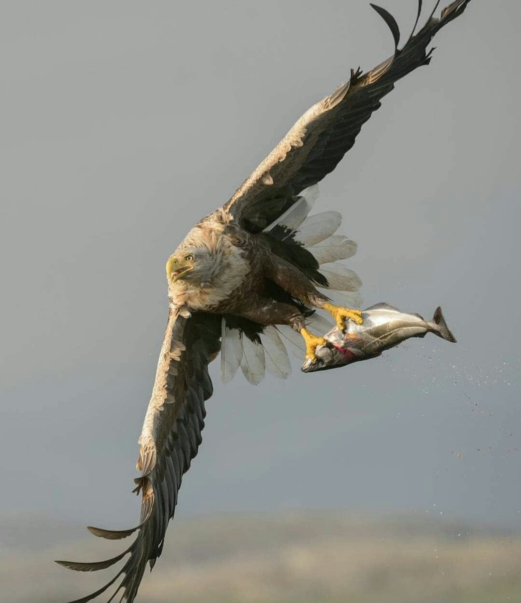 tr_gulec's tweet image. 