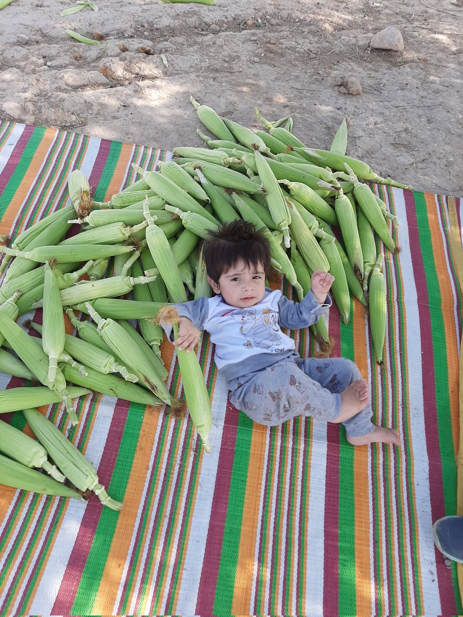 mosiiiiio's tweet photo. 🌽🌽🌽🌽 https://t.co/CpNDrUD6h8