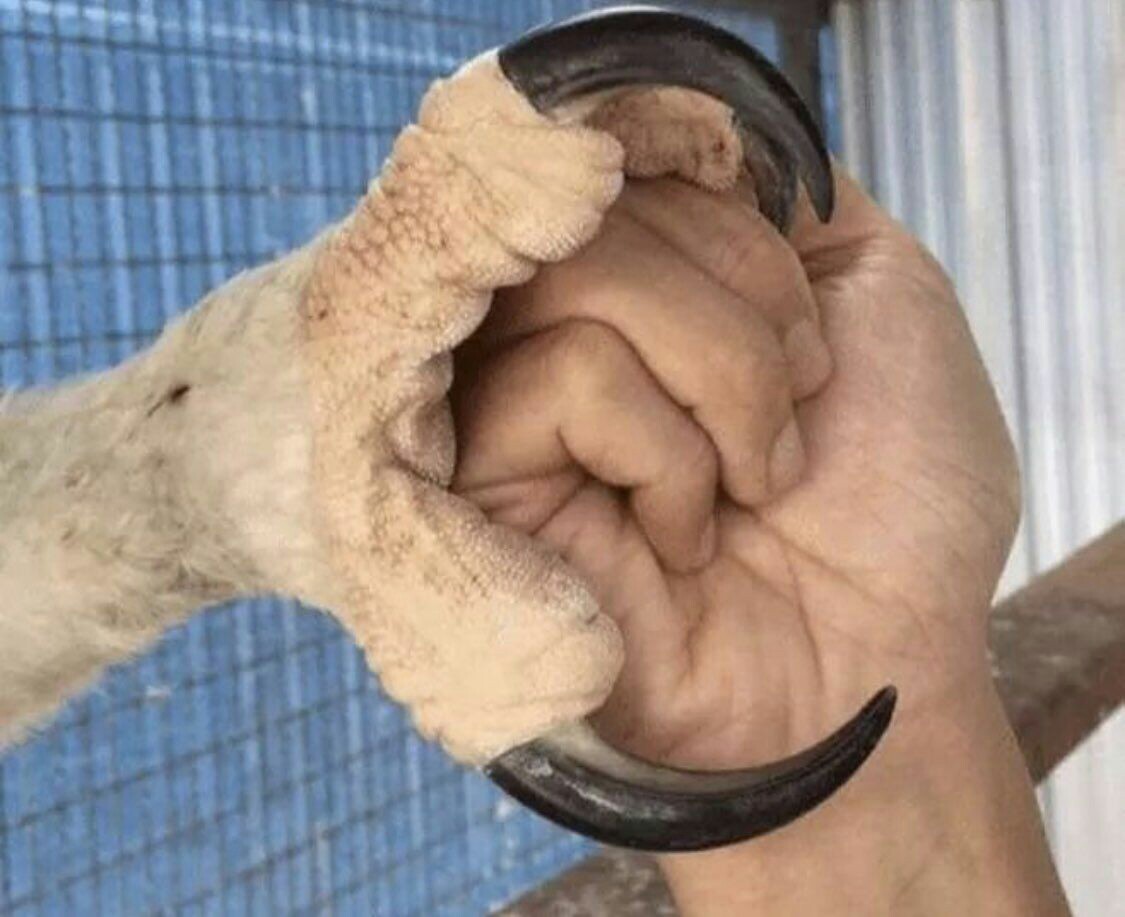 tr_gulec's tweet image. 