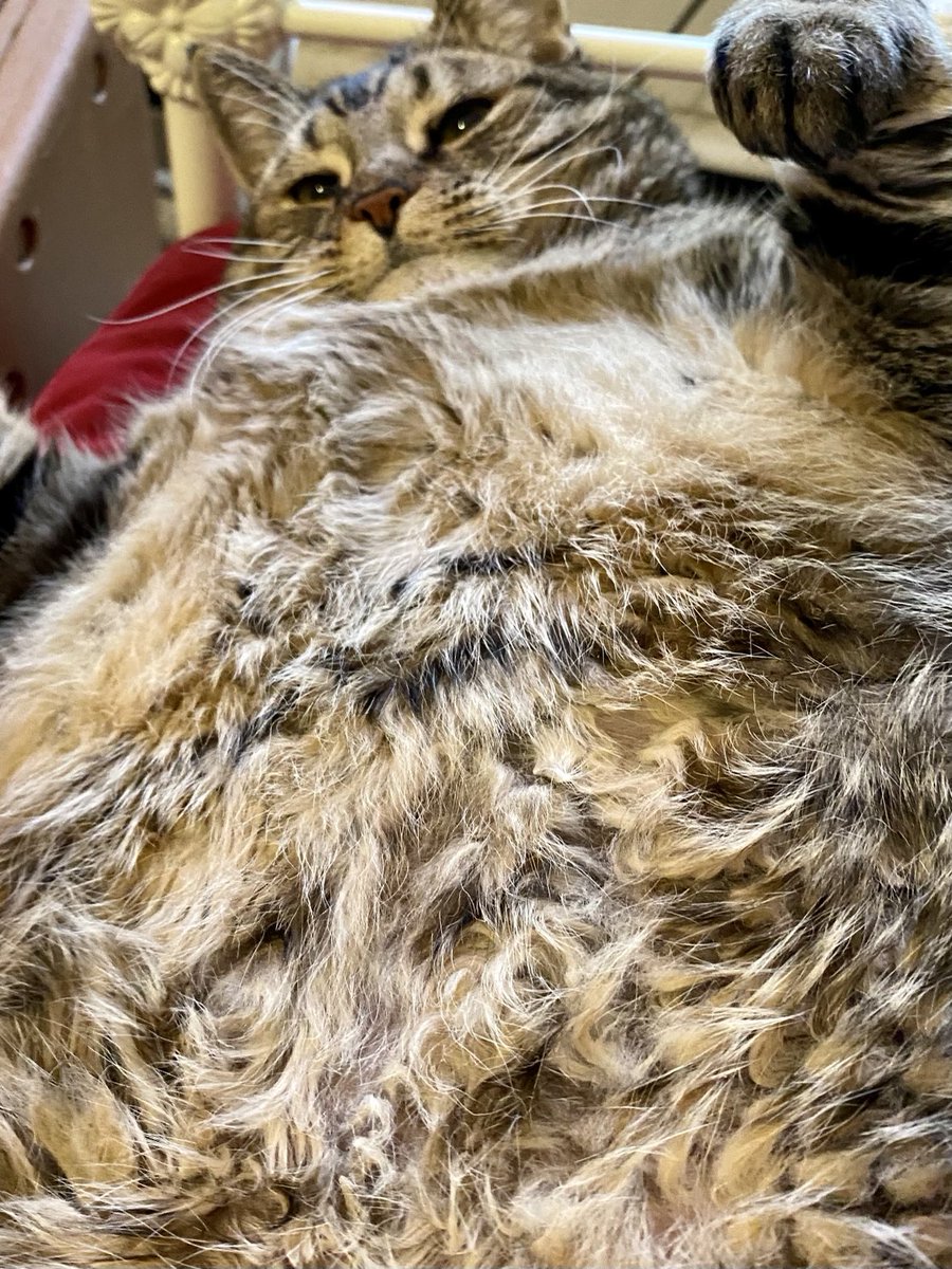FINNTHEMOUSER's tweet photo. Happy Fluffy Belly Friyay!
❤️❤️😻❤️❤️
#CatsOfTwitter https://t.co/AY5MjBLaGJ