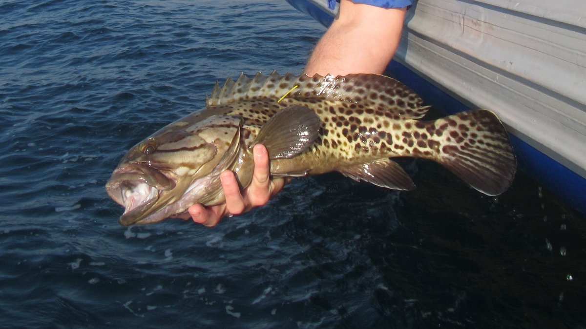 murray_taryn's tweet photo. Both E. albomarginatus and E. andersoni are good candidates for #MPA protection, but more work needs to be done! It's a good thing that @saambr researchers are doing just this for catface rockcod in the Pondoland MPA using #telemetry.
π·Bruce Mann
#FishABC #FishyFriday https://t.co/6Vc01c65ey