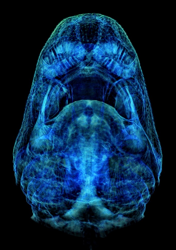 Gareth Fraser tweet media